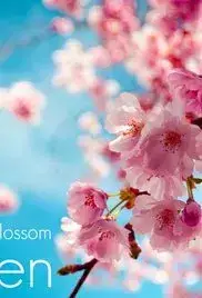 All Hail the Apple Blossom Queen (2016)