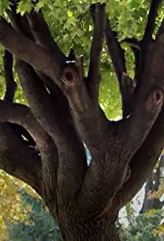 Little Questions (2015)